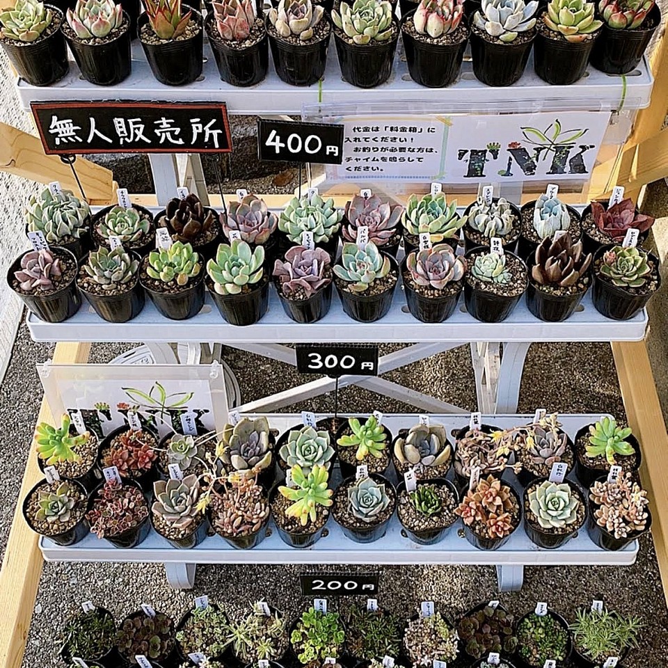 TNK succulent 〜多肉植物無人販売所〜